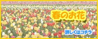 花 販売 通販 郵送：春のお花