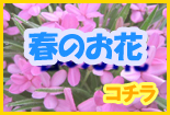 花 販売 通販 郵送 【石山農園まじゃれ】：春のお花